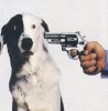 shoot_the_dog.jpg