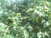 IMG_20120722_081919.jpg